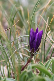 Edraianthus murbeckii: Mt. Prenj